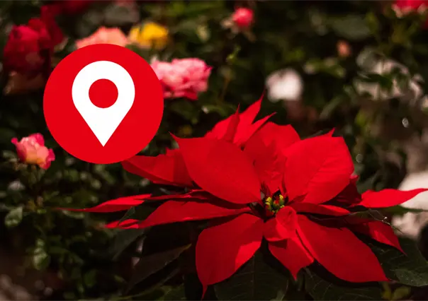 Ruta de la Nochebuena en Xochimilco: costos, fechas y horarios de esta experiencia en trajineras