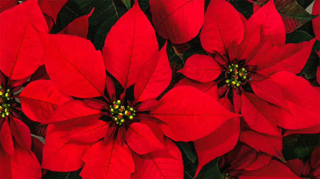 Edomex entre los mayores productores de Nochebuena en el país al superar el millón de plantas este año