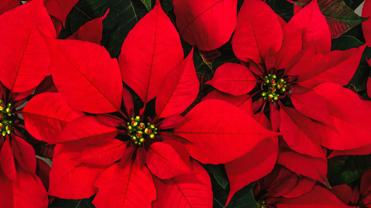 El Estado de México es el quinto productor nacional de Nochebuena. Foto: Canva