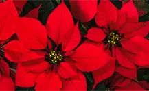 Edomex entre los mayores productores de Nochebuena en el país al superar el millón de plantas este año Edomex entre los mayores productores de Nochebuena en el país al superar el millón de plantas este año