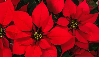 Edomex entre los mayores productores de Nochebuena en el país al superar el millón de plantas este año