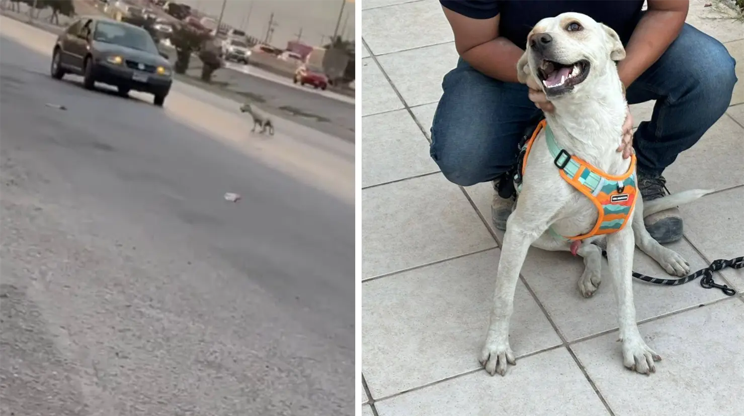 Captura de pantalla del perrito siendo abandonado. Imagen del perrito adoptado. (Fotografías: Facebook Defensoría Animalista)