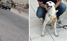 Rescatan y adoptan al perrito abandonado en el periférico de Torreón