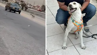 Rescatan y adoptan al perrito abandonado en el periférico de Torreón