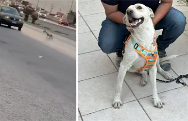 Rescatan y adoptan al perrito abandonado en el periférico de Torreón