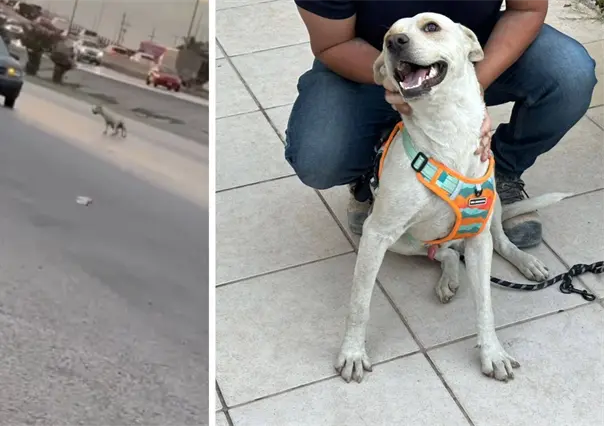 Rescatan y adoptan al perrito abandonado en el periférico de Torreón