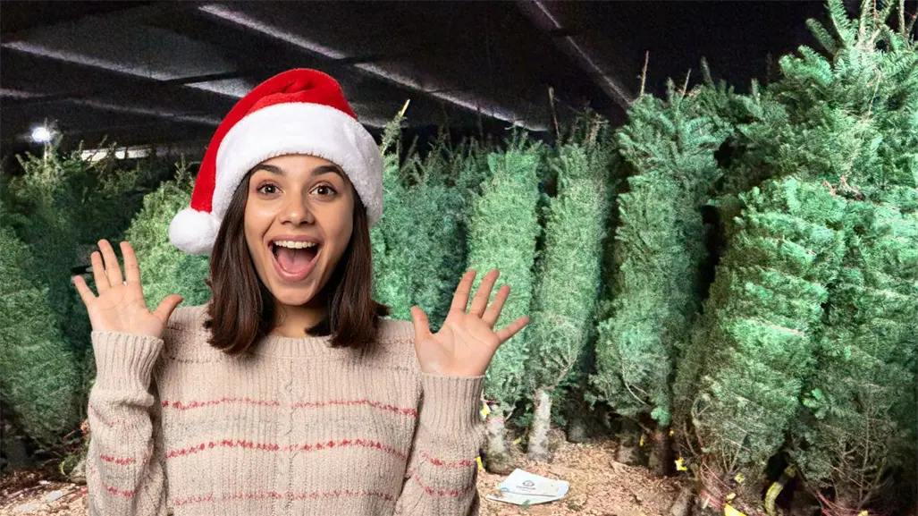 Navidad en Yucatán 2025: esto costarán los pinos naturales para la temporada decembrina