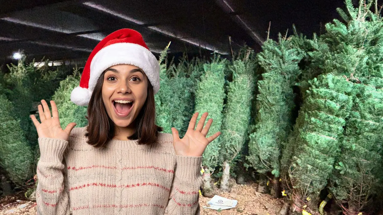 Al fondo, los pinos naturales que se ofrecen en una tienda Walmart en Mérida.- Fuente Alejandra Vargas