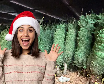 Navidad en Yucatán 2025: esto costarán los pinos naturales para la temporada decembrina