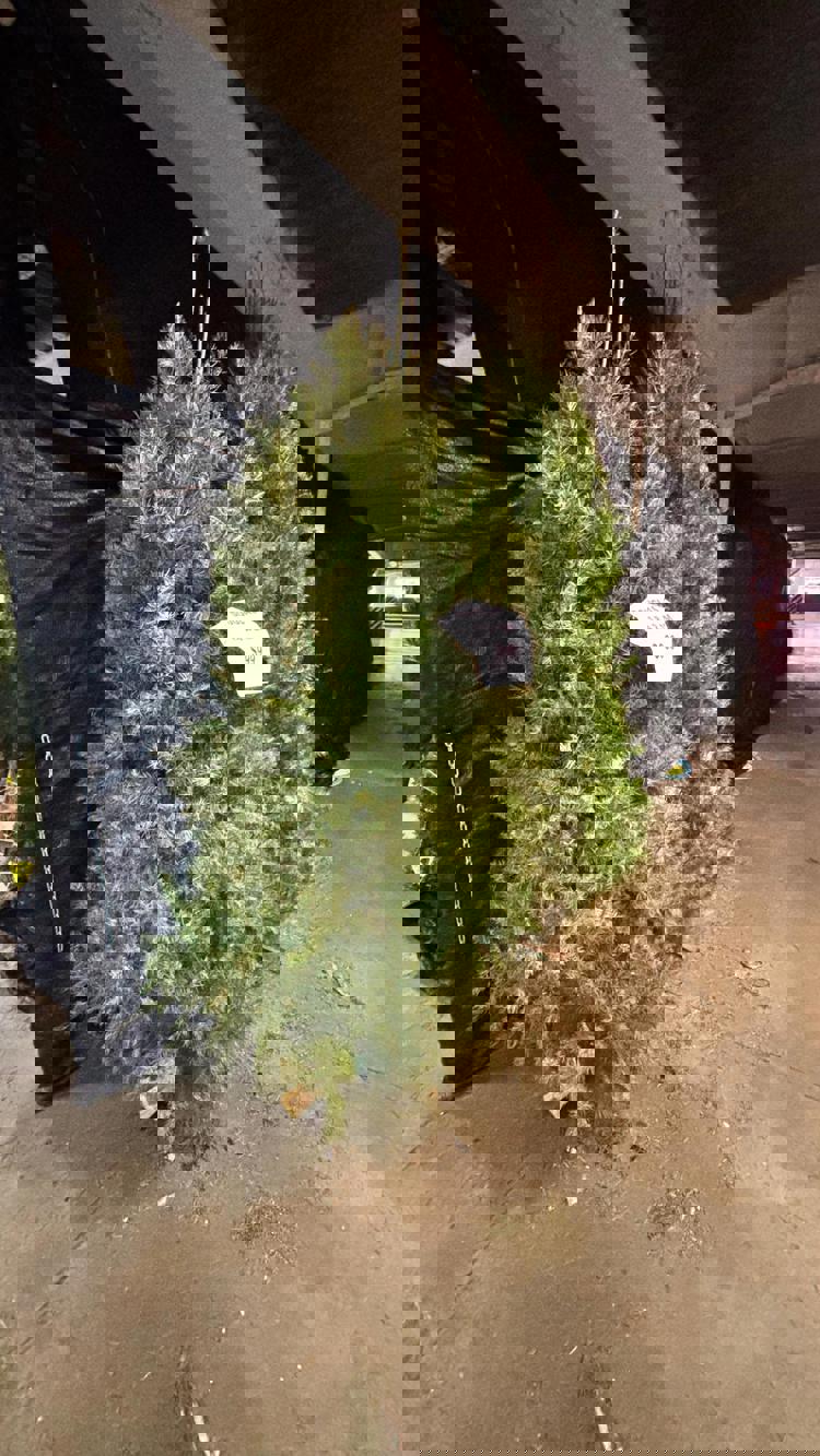 imagen-cuerpo imagen-cuerpo