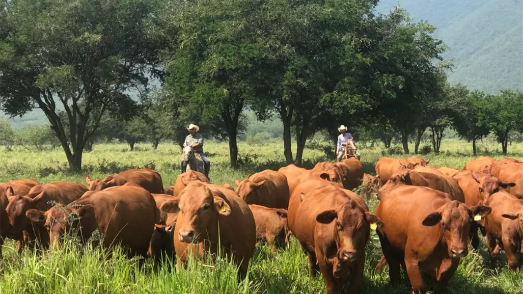 Tamaulipas activa créditos preferenciales para para la engorda y producción de carne