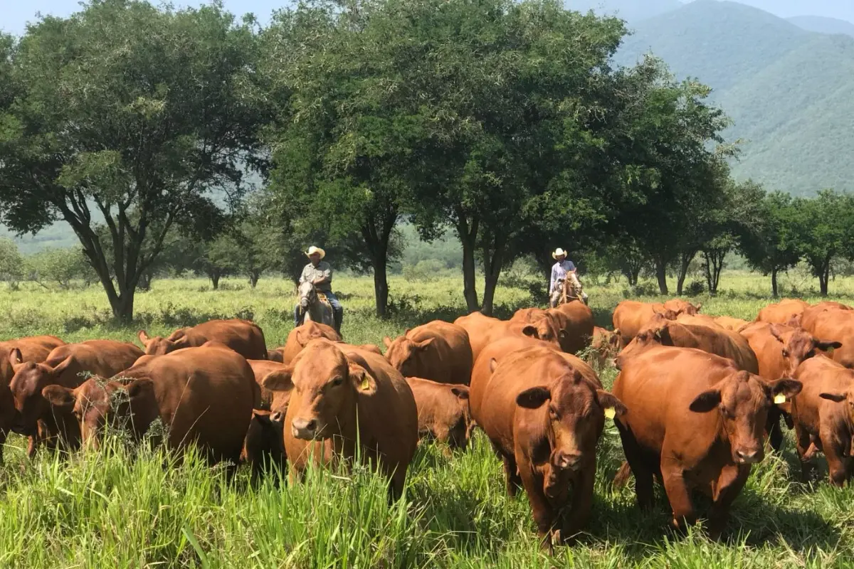 Tamaulipas se suma al Plan Nacional para Fortalecer la Producción de Carne en México con la oferta de créditos preferenciales para los productores locales. Foto: Carlos García