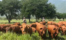 Tamaulipas activa créditos preferenciales para para la engorda y producción de carne Tamaulipas activa créditos preferenciales para para la engorda y producción de carne