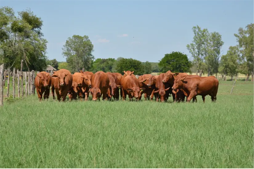 imagen recuadro Tamaulipas apuesta por la producción de carne con un esquema de financiamiento para pequeños y medianos productores locales. Foto: Carlos García