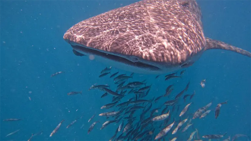 imagen recuadro El pez más grande del mundo alimentándose en aguas tranquilas de La Paz, donde la visibilidad permite observar sus patrones únicos. Foto Buenamar Tours