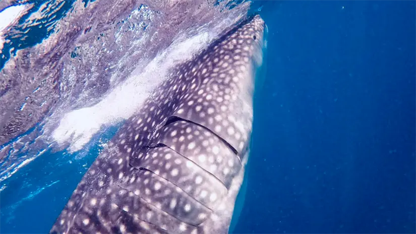 imagen recuadro Detalle de la piel y branquias del tiburón ballena, con su característico patrón de manchas; a la derecha, un ejemplar nadando en aguas poco profundas. Foto Buenamar Tour