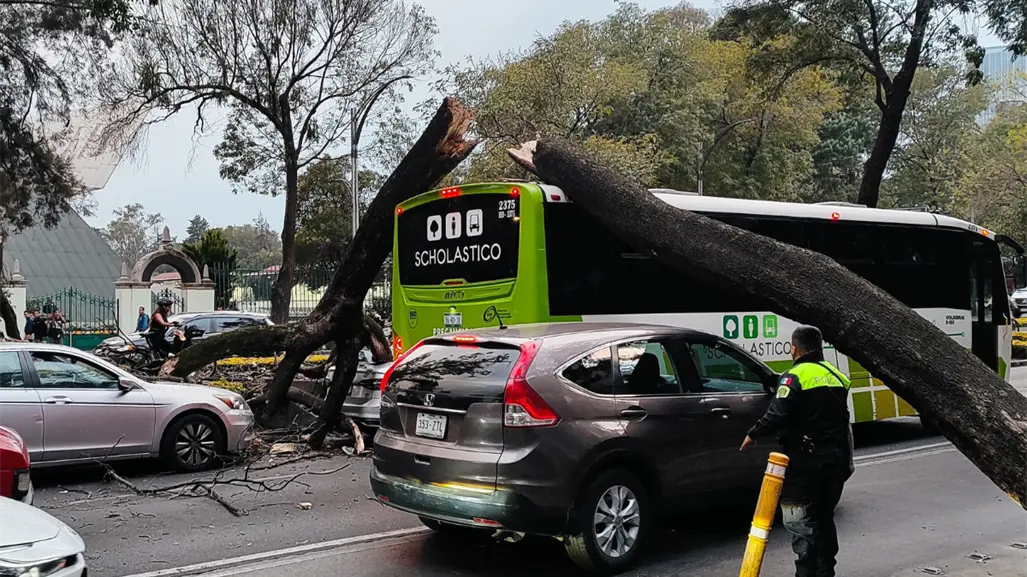 Árbol cae en Paseo de la Reforma y aplasta tres vehículos en pleno Polanco