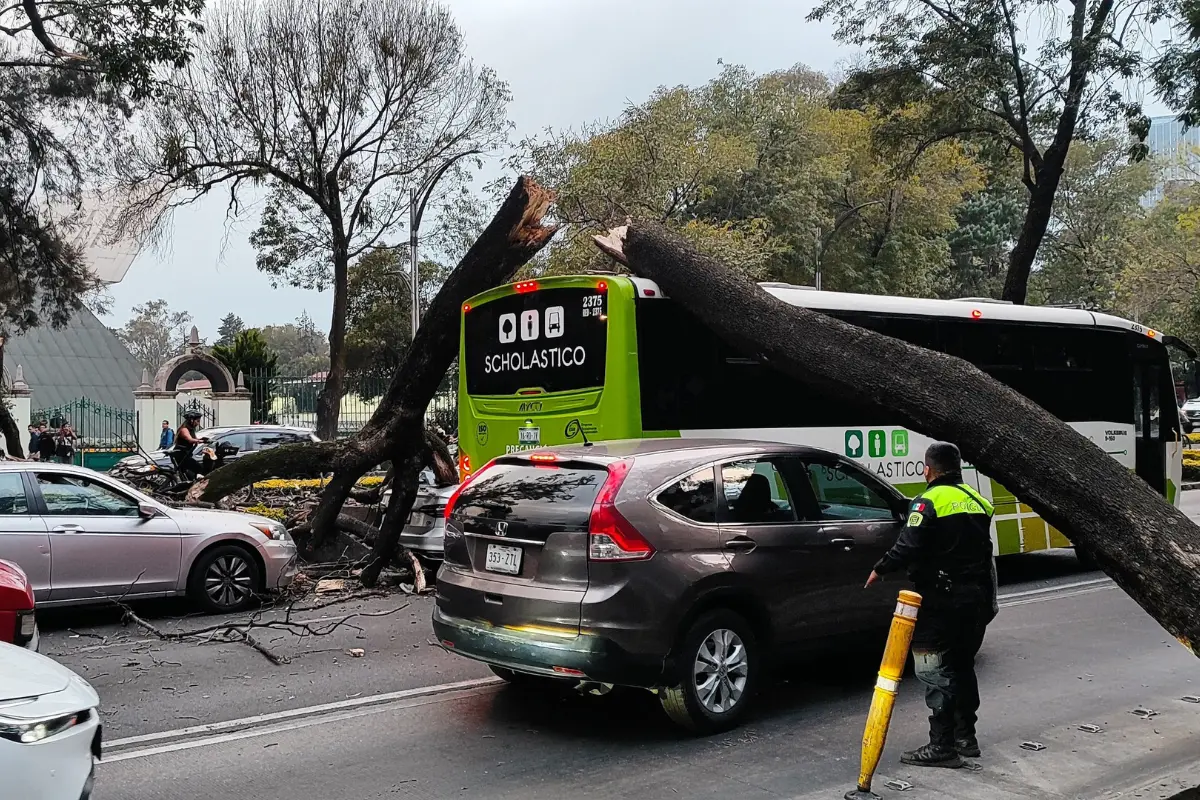 Tres vehículos resultan dañados por la caída de un árbol en Paseo de la Reforma. Foto: Luis Antonio Alfaro