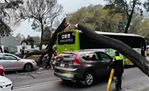 Árbol cae en Paseo de la Reforma y aplasta tres vehículos en pleno Polanco