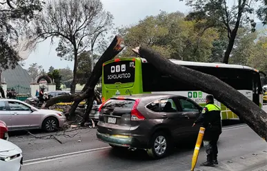 Árbol cae en Paseo de la Reforma y aplasta tres vehículos en pleno Polanco