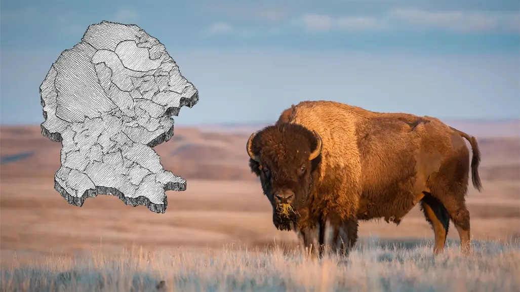 Cuatro Ciénegas recibe 44 bisontes y abre una nueva era ecológica