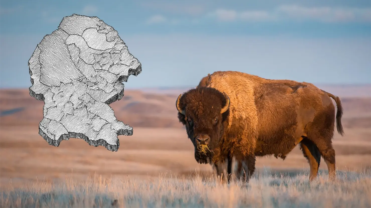 Bisonte americano. Mapa de Coahuila. (Canva)