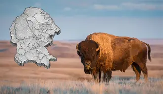 Cuatro Ciénegas recibe 44 bisontes y abre una nueva era ecológica