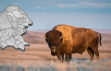 Cuatro Ciénegas recibe 44 bisontes y abre una nueva era ecológica