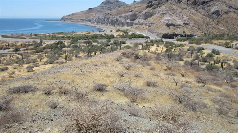 Zona costera de Punta Camarón, donde se proyecta la construcción del desarrollo turístico Camarón Beach House. Foto: Camarón Beach House