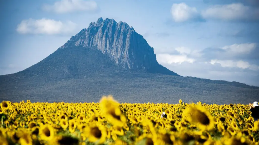 ¿Cuándo puedes tomarte tu foto en el campo de Girasoles en González, Tamaulipas?