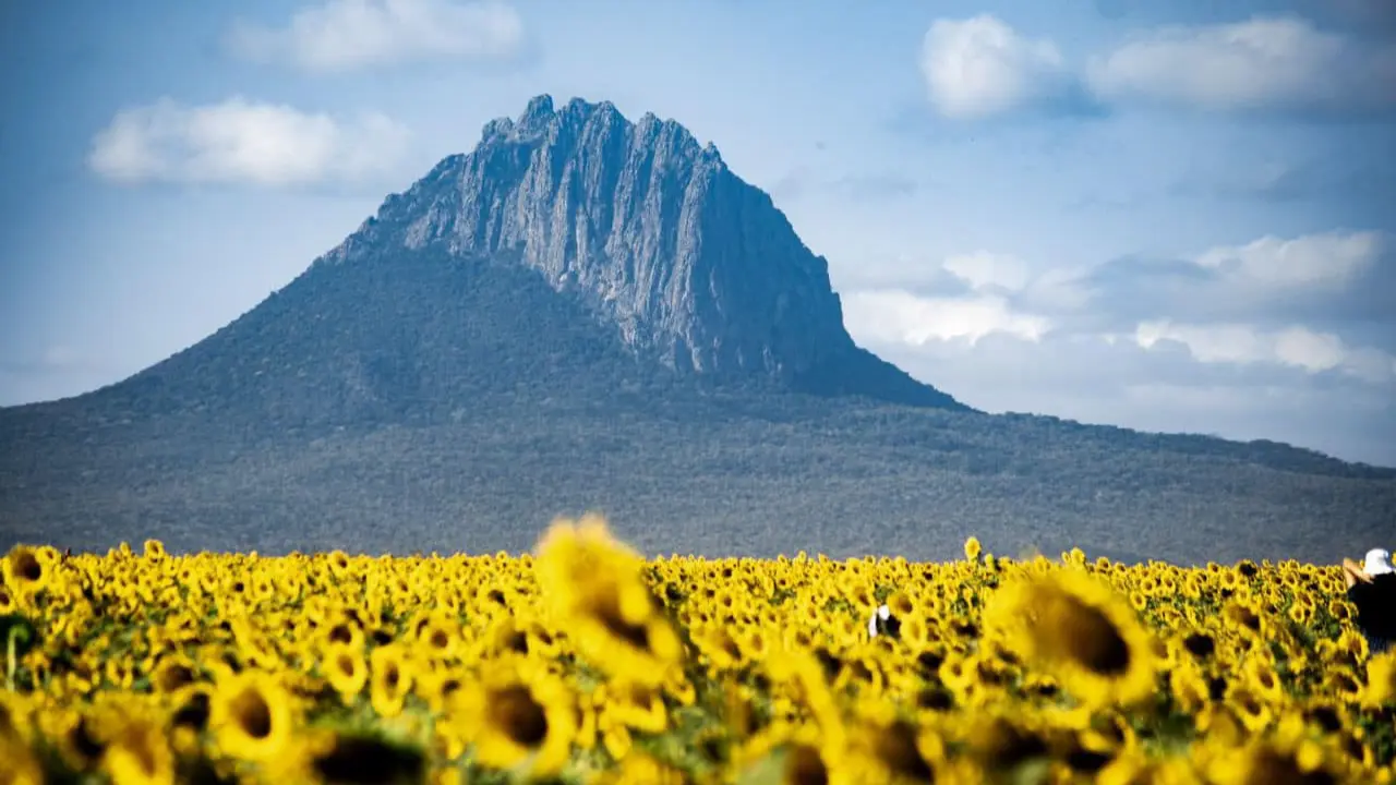 Disfruta de la belleza de los campos de girasoles en el municipio de González, Tamaulipas | Foto: FB Campo de Girasoles Rancho Betty González Tamaulipas