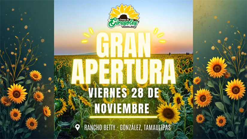 El Rancho Corrales Blancos y el Campo Rancho Betty estarán disponibles para que visites los girasoles | Foto: FB Campo de Girasoles Rancho Betty González Tamaulipas