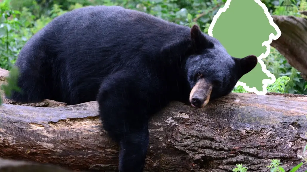 Corredor Biocultural Frontera Norte: esto implica la integración de Coahuila al proyecto ambiental