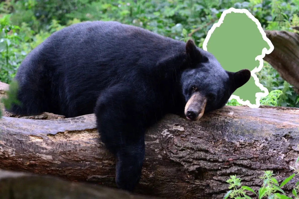 Corredor Biocultural Frontera Norte integra a Coahuila a su proyecto ambiental / Foto: Composición de Canva