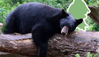 Corredor Biocultural Frontera Norte: esto implica la integración de Coahuila al proyecto ambiental