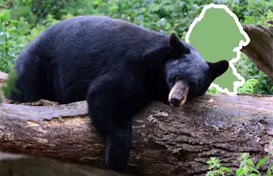 Corredor Biocultural Frontera Norte: esto implica la integración de Coahuila al proyecto ambiental