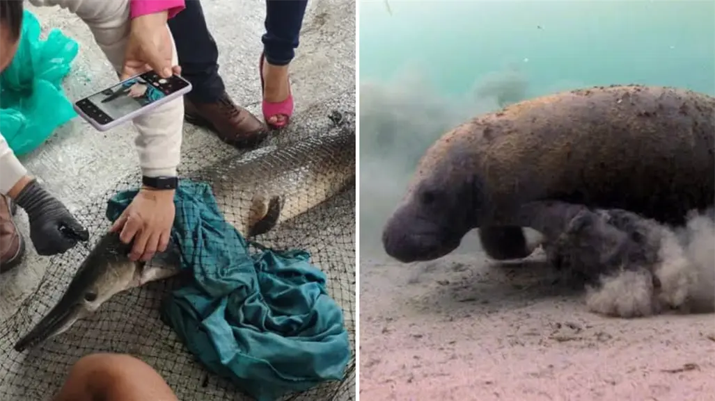 Gigantes de Agua Dulce: Los Peces Más Grandes de los Ríos de Tabasco