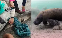 Gigantes de Agua Dulce: Los Peces Más Grandes de los Ríos de Tabasco