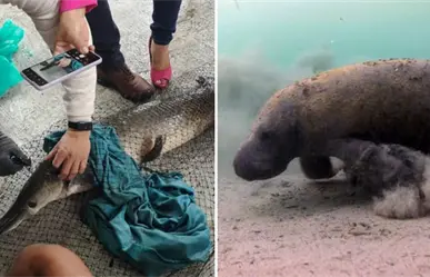 Gigantes de Agua Dulce: Los Peces Más Grandes de los Ríos de Tabasco