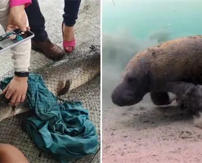 Gigantes de Agua Dulce: Los Peces Más Grandes de los Ríos de Tabasco