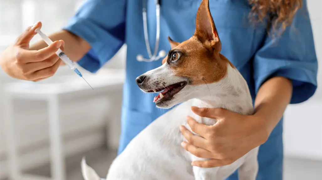 Anuncian campaña de esterilización de perros y gatos en Loreto