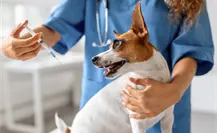 Anuncian campaña de esterilización de perros y gatos en Loreto Anuncian campaña de esterilización de perros y gatos en Loreto