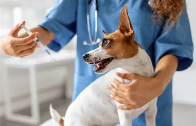 Anuncian campaña de esterilización de perros y gatos en Loreto