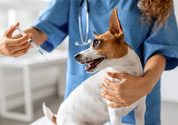 Anuncian campa&ntilde;a de esterilizaci&oacute;n de perros y gatos en Loreto