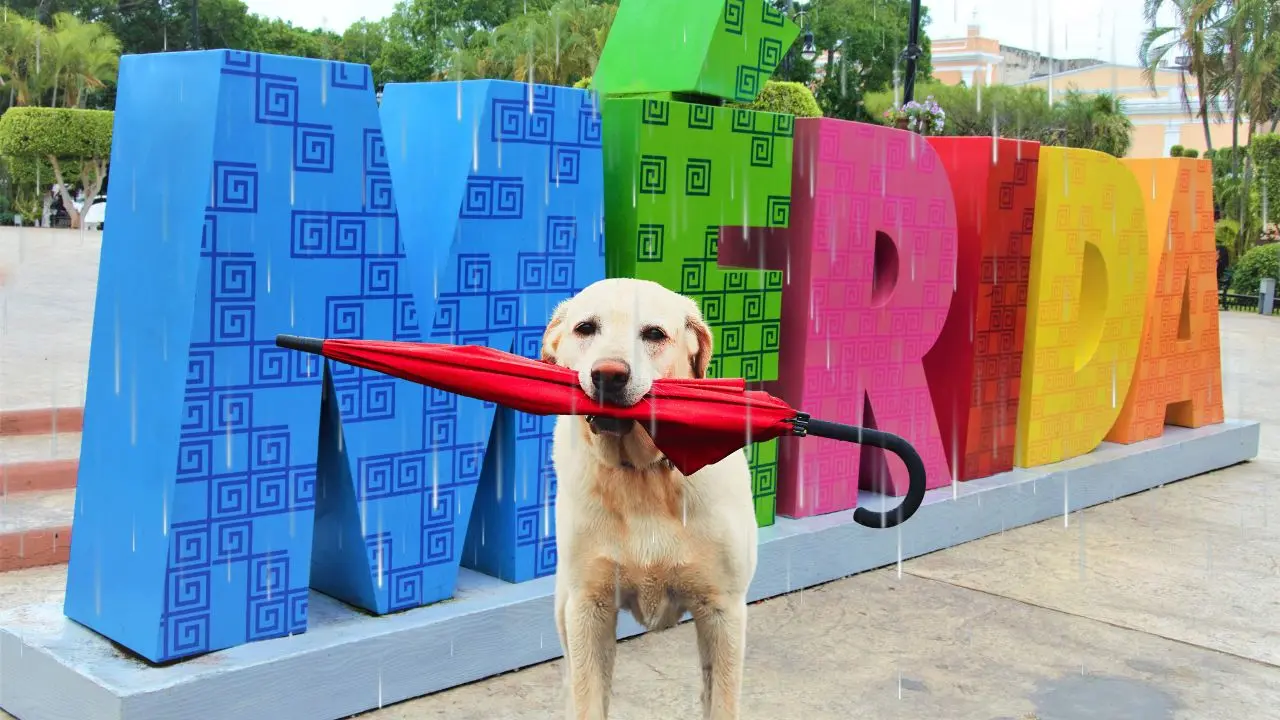 Se esperan lluvias y vientos fuertes desde la tarde de este jueves Foto: Canva
