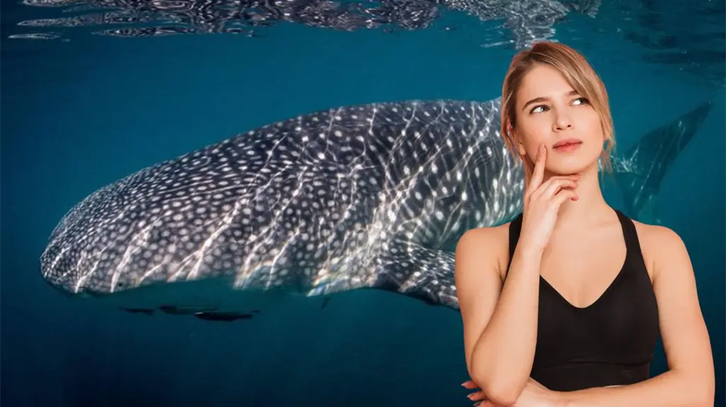 Guía básica para ver al tiburón ballena en La Paz: qué llevar y qué evitar