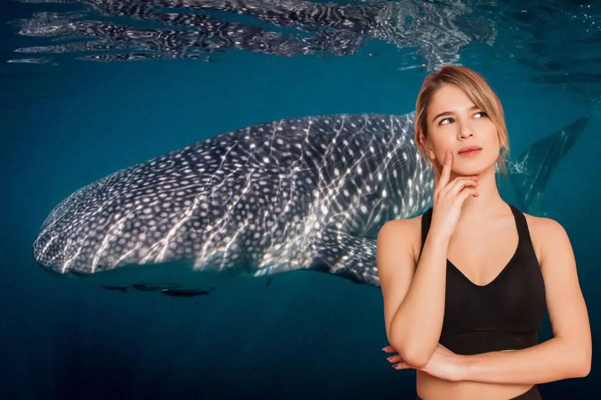 Solo embarcaciones autorizadas pueden ingresan al área donde suelen alimentarse los ejemplares. Foto: Biblioteca Canva