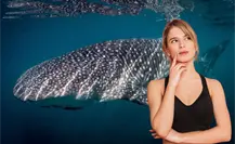 Guía básica para ver al tiburón ballena en La Paz: qué llevar y qué evitar