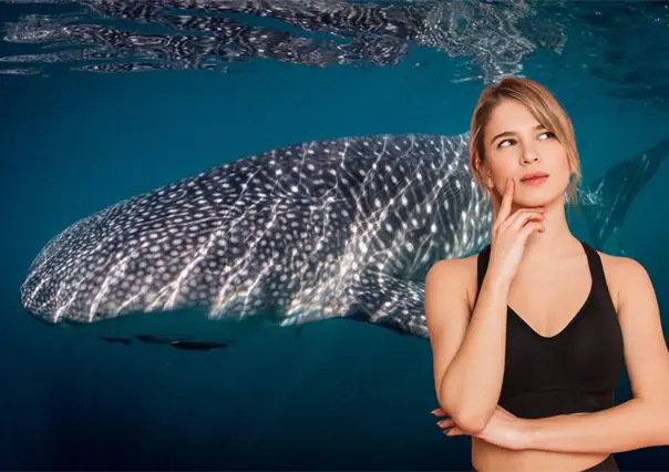 Guía básica para ver al tiburón ballena en La Paz: qué llevar y qué evitar