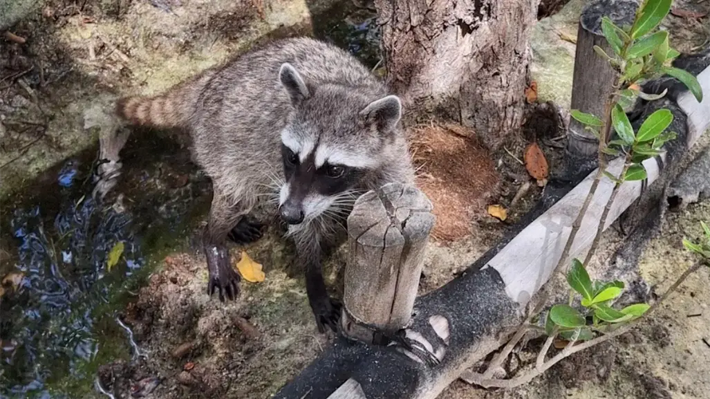Liberan a mapache en Yucatán: Profepa pide respetar a los animales urbanos con su nueva campaña